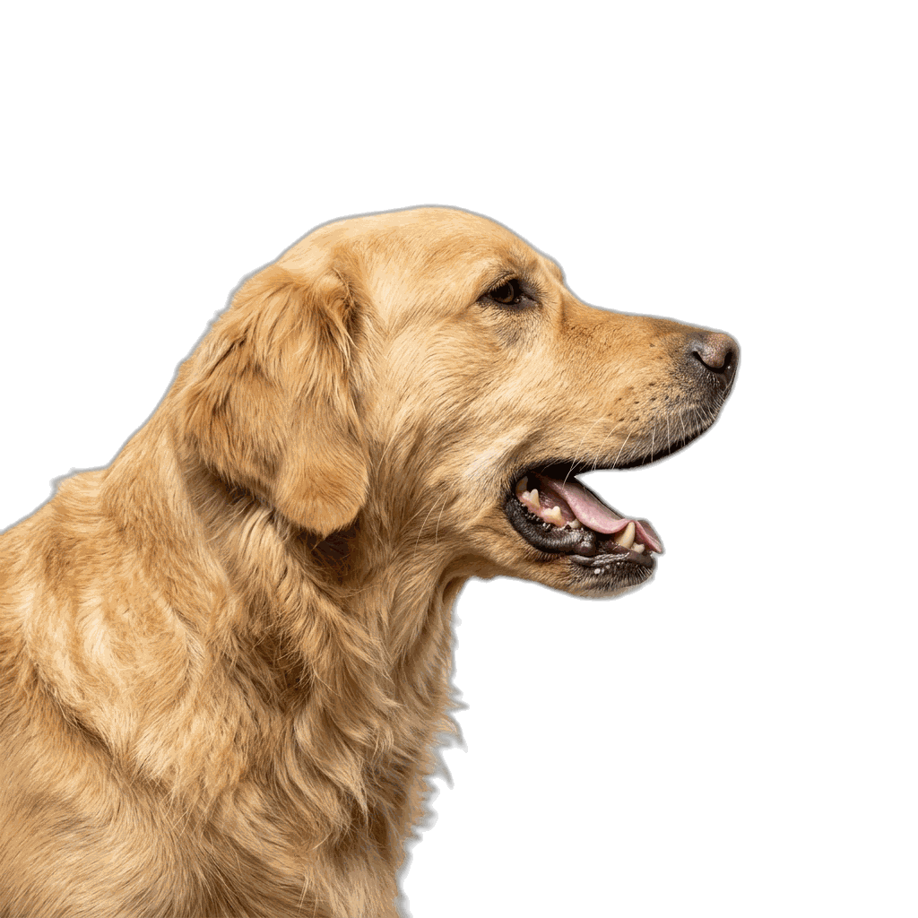 A golden retriever in profile, barking.